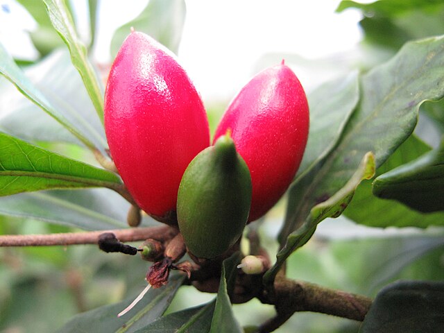 Miracle Fruit 